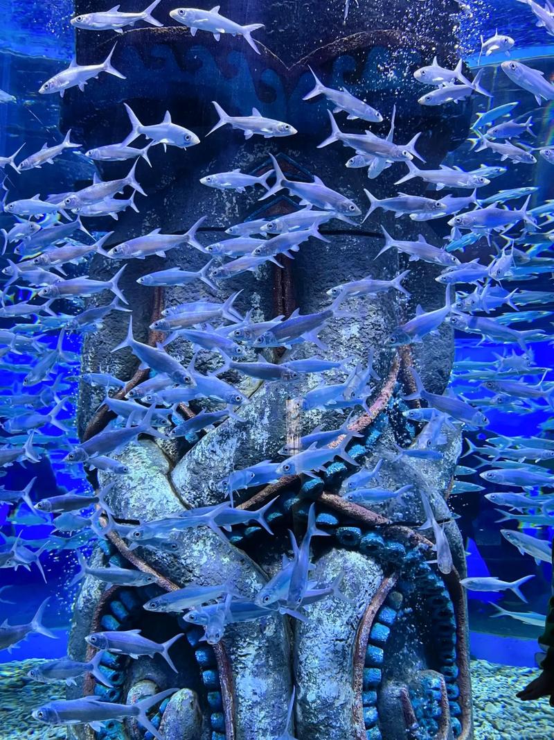 附近哪里有海底世界,附近哪里有海底世界免费的-第4张图片-文史 附近哪里有海底世界,附近哪里有海底世界免费的-第4张图片-文史