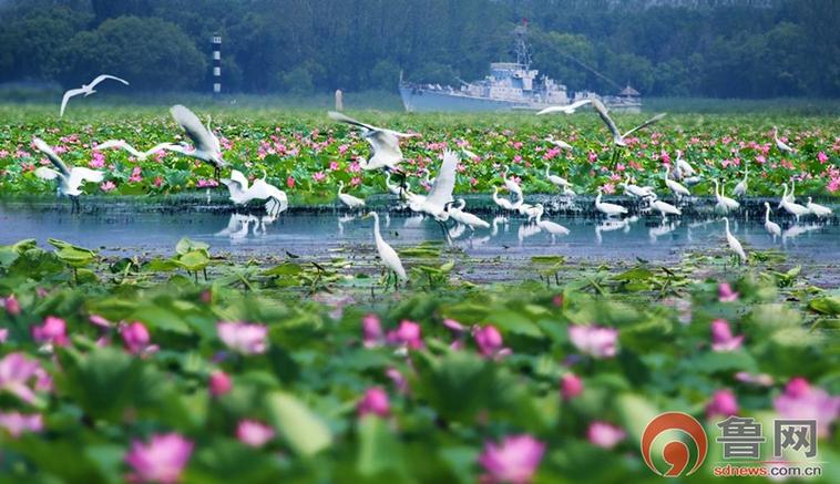 微山湖旅游景区好玩吗,微山湖好玩儿吗?-第5张图片-文史