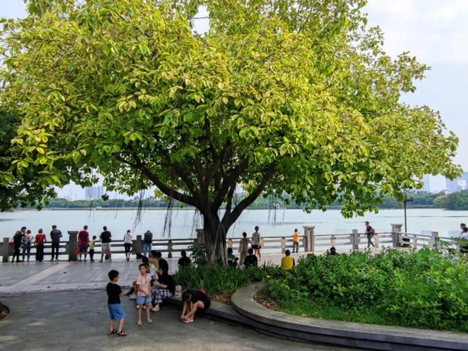 海珠湖公园景点介绍(海珠湖公园坐地铁几号线)-第3张图片-文史 海珠湖公园景点介绍(海珠湖公园坐地铁几号线)-第3张图片-文史