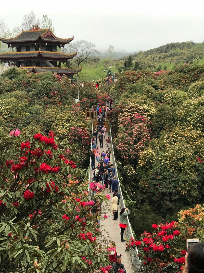 吉安这周天气预报,吉安这周天气预报15天-第4张图片-文史 吉安这周天气预报,吉安这周天气预报15天-第4张图片-文史