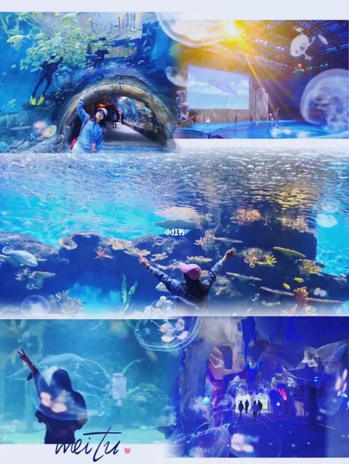 西安曲江海洋馆(西安曲江海洋馆游玩攻略)-第4张图片-文史 西安曲江海洋馆(西安曲江海洋馆游玩攻略)-第4张图片-文史