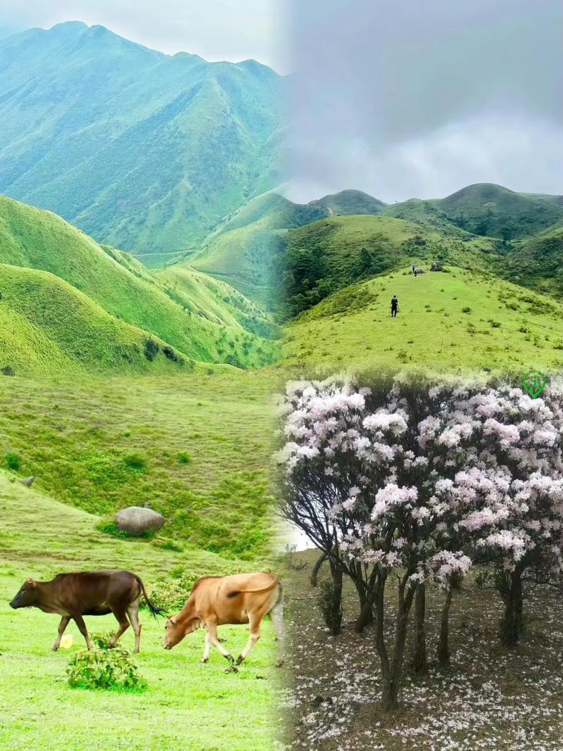 阳春免费旅游景点大全(阳春旅游景点大全介绍)-第4张图片-文史 阳春免费旅游景点大全(阳春旅游景点大全介绍)-第4张图片-文史