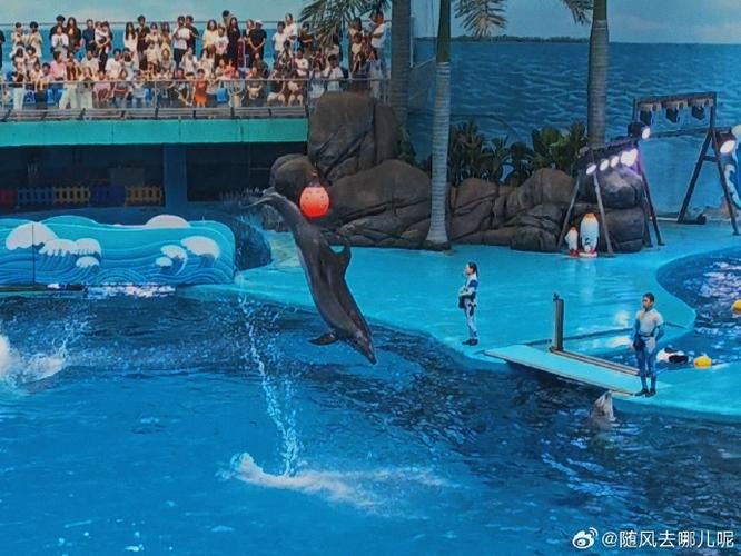 成都海昌极地海洋公园电话（海昌极地海洋公园门票优惠政策）-第4张图片-文史