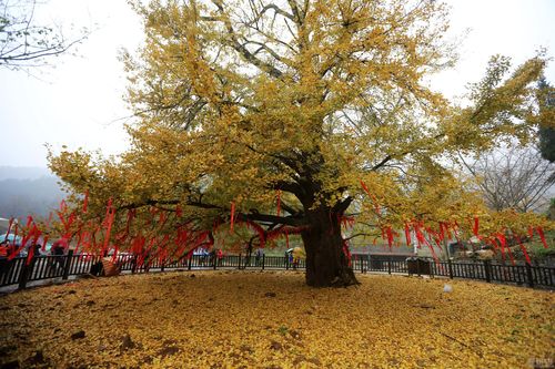 安陆三十天天气查询(安陆30天安陆40天的天气预报)-第5张图片-文史 安陆三十天天气查询(安陆30天安陆40天的天气预报)-第5张图片-文史