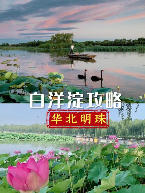 白洋淀景区开放了吗(白洋淀景区重新开放)-第4张图片-文史 白洋淀景区开放了吗(白洋淀景区重新开放)-第4张图片-文史