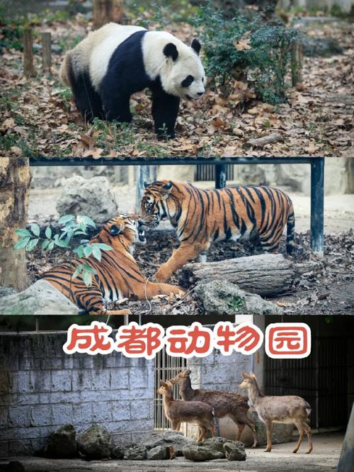 成都动物园和熊猫基地哪个好玩,成都熊猫基地好玩还是动物园好玩-第1张图片-文史 成都动物园和熊猫基地哪个好玩,成都熊猫基地好玩还是动物园好玩-第1张图片-文史