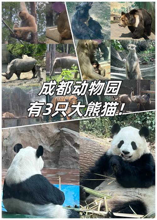 成都动物园和熊猫基地哪个好玩,成都熊猫基地好玩还是动物园好玩-第3张图片-文史 成都动物园和熊猫基地哪个好玩,成都熊猫基地好玩还是动物园好玩-第3张图片-文史