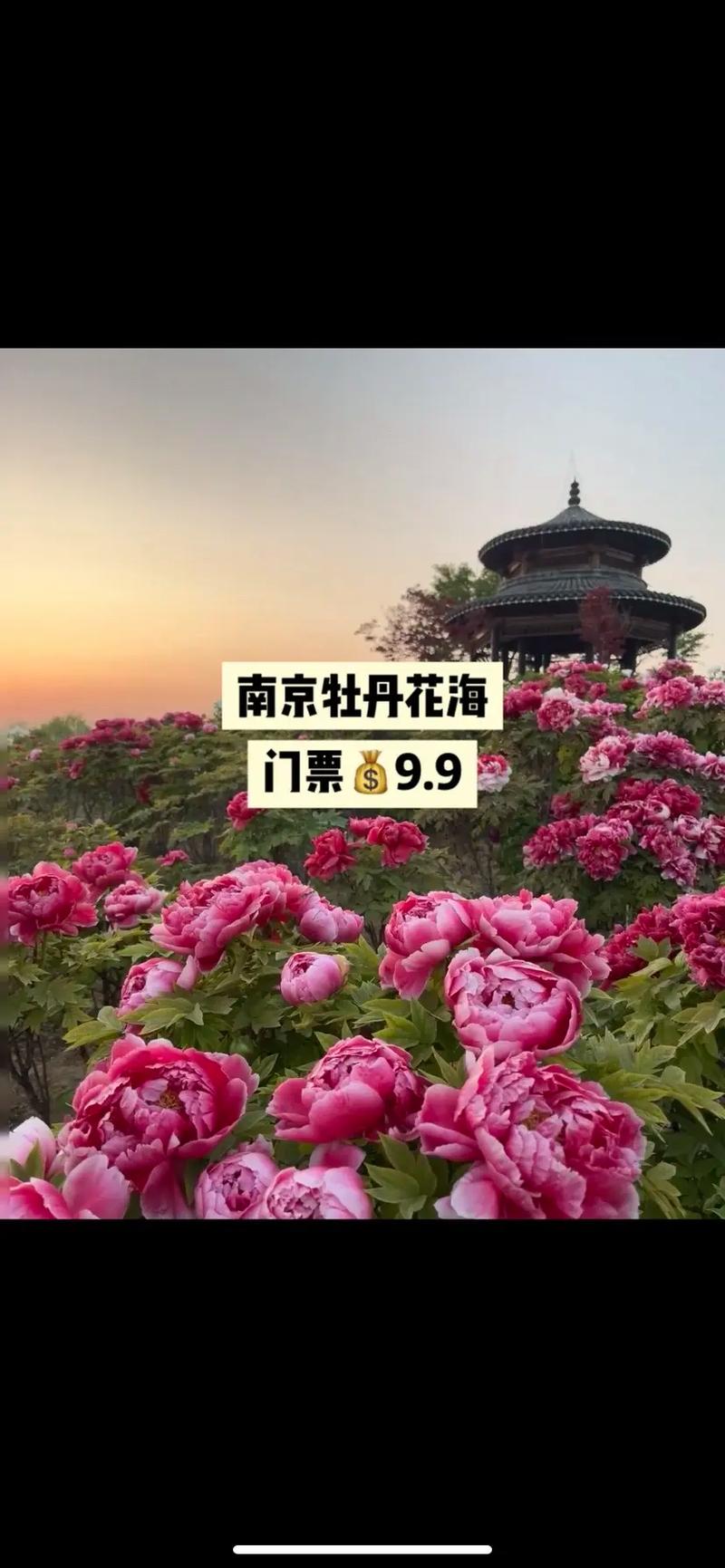 国色天香门票多少钱一张温江,温江国色天香门票价-第2张图片-文史 国色天香门票多少钱一张温江,温江国色天香门票价-第2张图片-文史