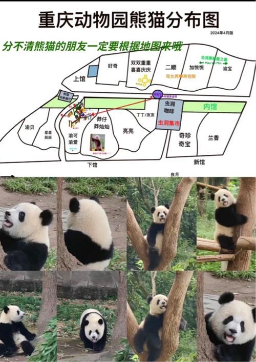重庆动物园在哪里,重庆动物园在哪里怎么坐车-第2张图片-文史 重庆动物园在哪里,重庆动物园在哪里怎么坐车-第2张图片-文史
